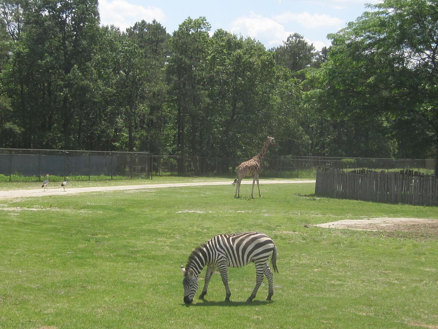 zebra and giraffe photo IMG_1285_zpsb69a4fa5.jpg