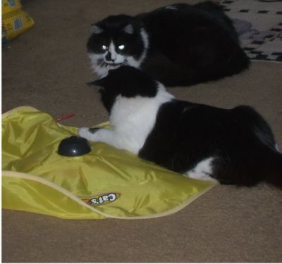  photo 9d121432-d9a9-4366-8492-77c89df52dbb_zps53a99f54.jpg