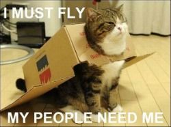 funny-cat-cardboard-box-costume_zpsf68f9221.jpg