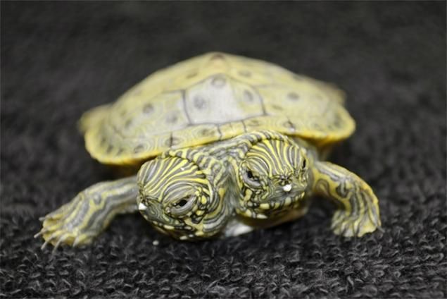 Two-headed Turtle get its own Facebook page