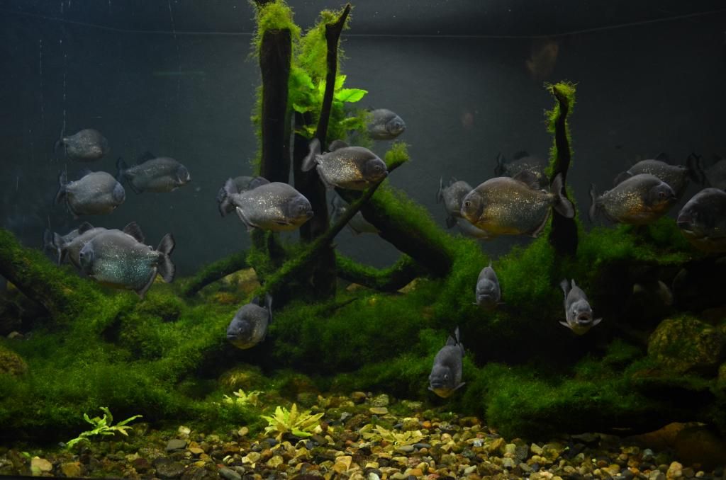 Pretoria Zoo Aquariums APSA