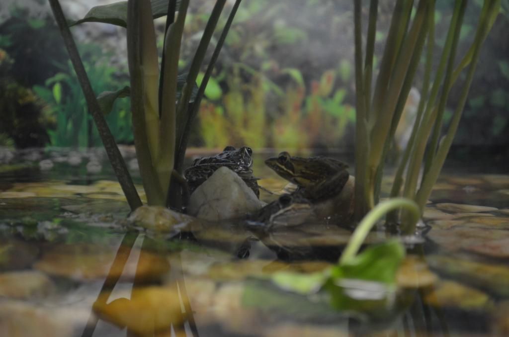 Pretoria Zoo Aquariums APSA
