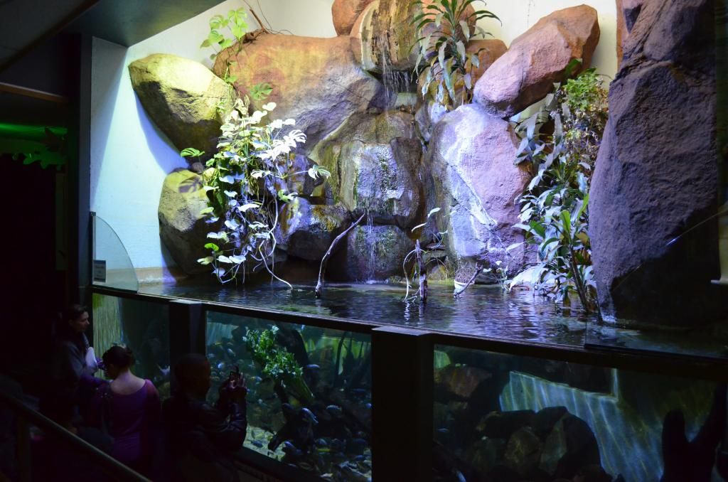 Pretoria Zoo Aquariums APSA