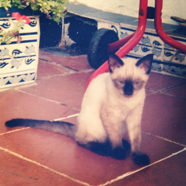 esprit, Lorenzo Caprile, hakei, jacquard zara, dior hydra life bb creme, lomography, la nube dulce, novias, invitadas, bodas, Knockaround sunglasses, nordic style, lomas guadalajara, elena estaun, 