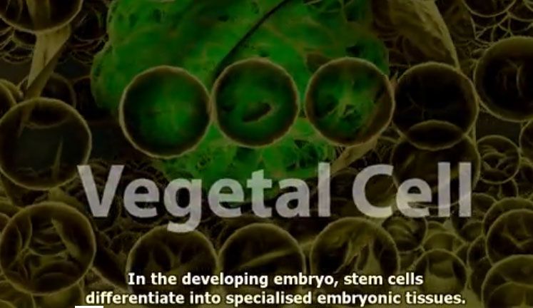 MF III of Switzerland - MF 3 VP Softgels Advanced Formula Vegetal Placenta Cell Nano Technology Rejuvenile