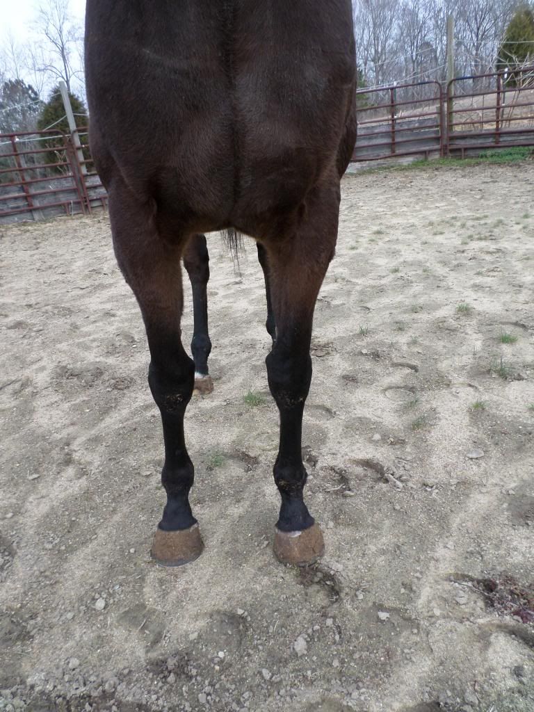 My new horse!! ZIP The Horse Forum