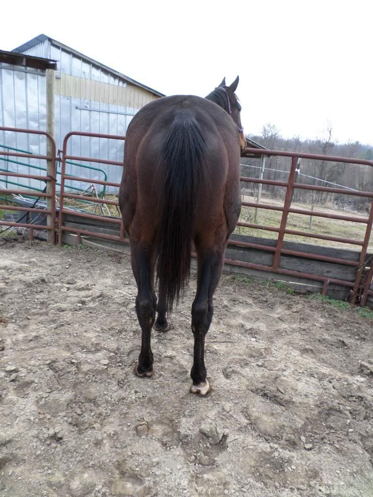 My new horse!! ZIP The Horse Forum