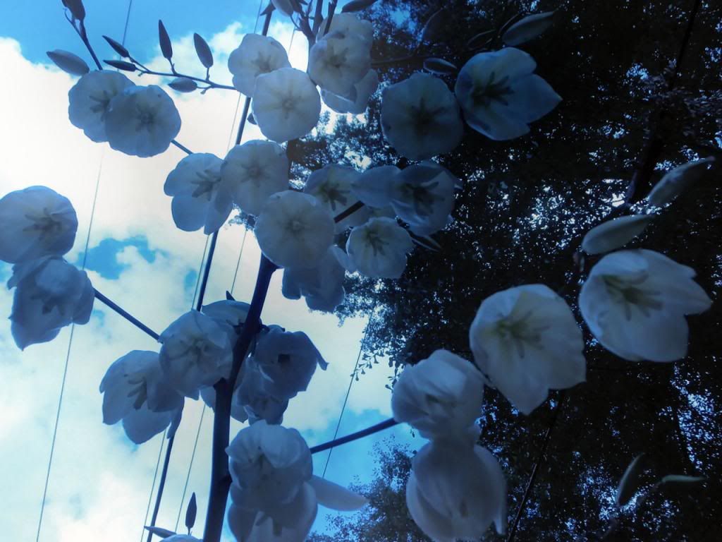 photo P5300530_zpsffa65617.jpg