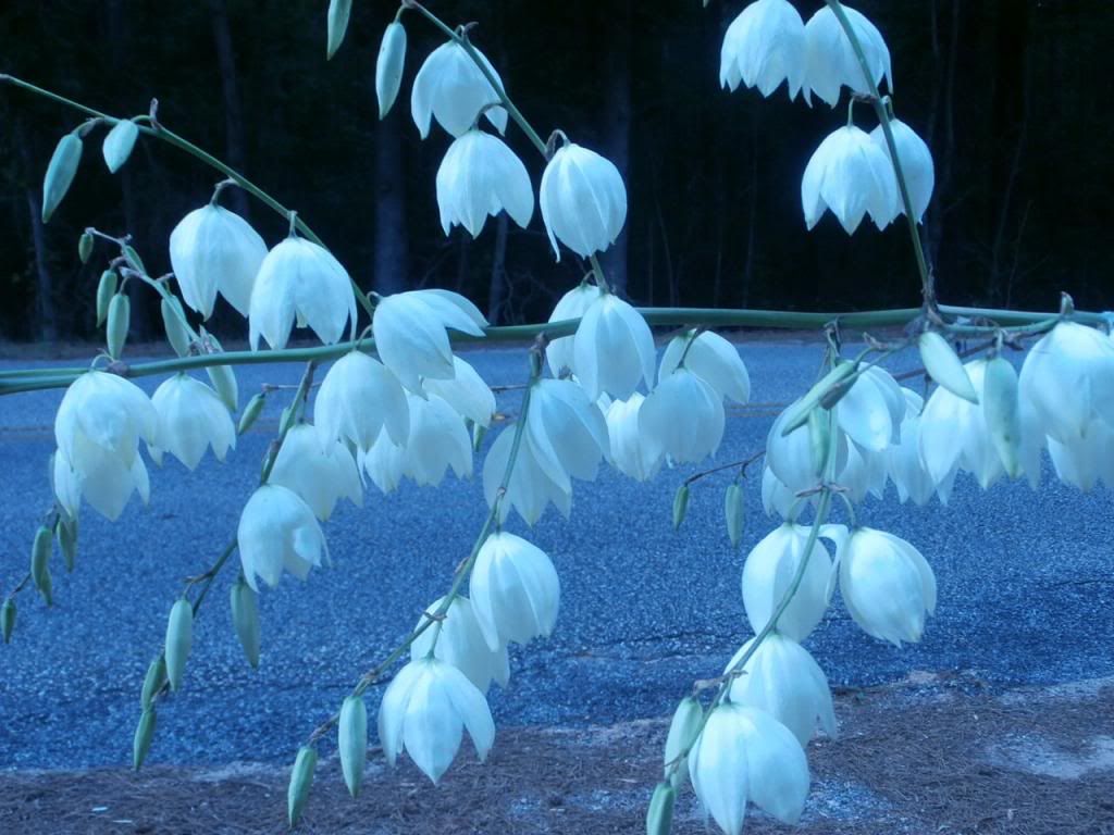 photo P5300534_zpsb8d397ad.jpg