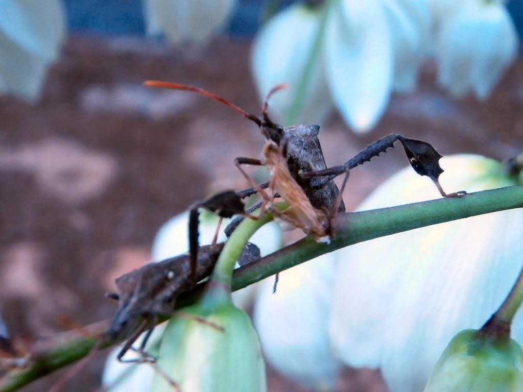 photo P5300537_zps8c576f3a.jpg