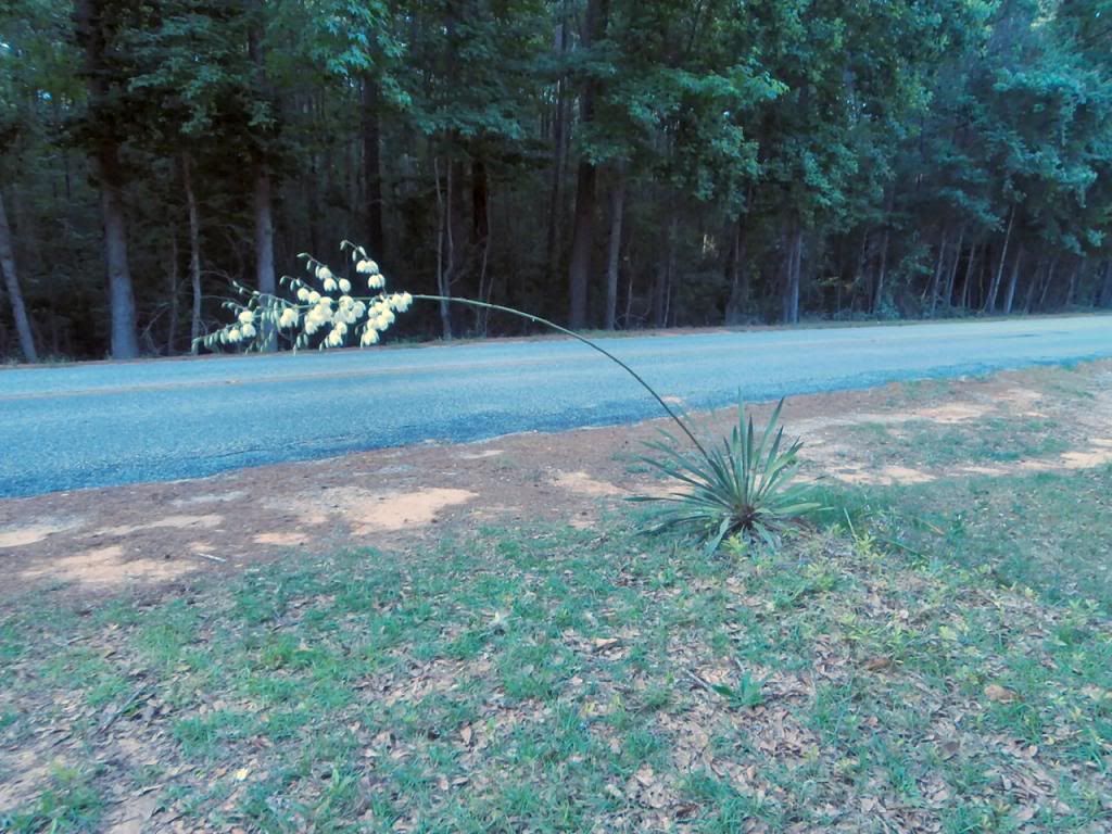  photo P5300541_zpsb7940b1d.jpg