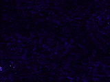 th_GRUNGY%20TEXTURE_BLUE%20PURPLE.png