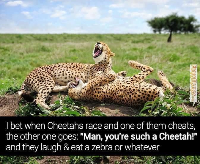 funny-memes-cheating-cheetahs_zps94378b4