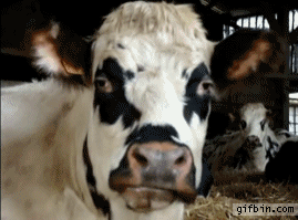  photo 1317226737_cow_chewing_zpstqt2gwnp.gif