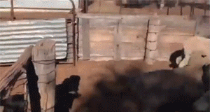 dar31_zpsd1350489.gif