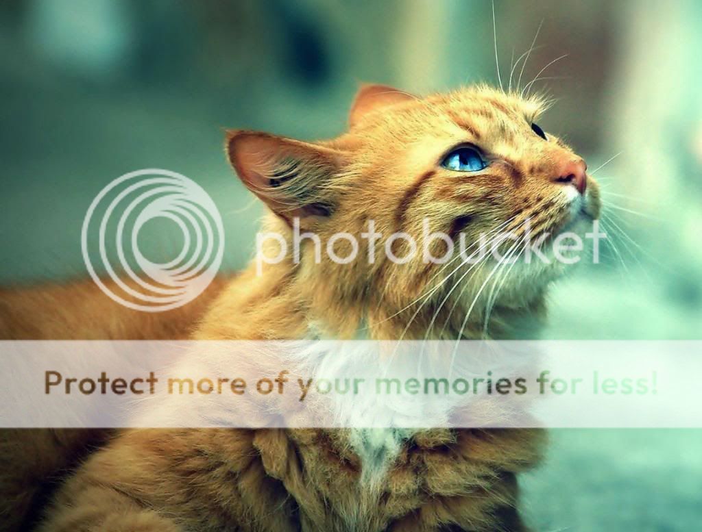 katzen-cute-orange-cat-for-pc-mac-iphone-and-ipad-367524_zps1788b9b9.jpg