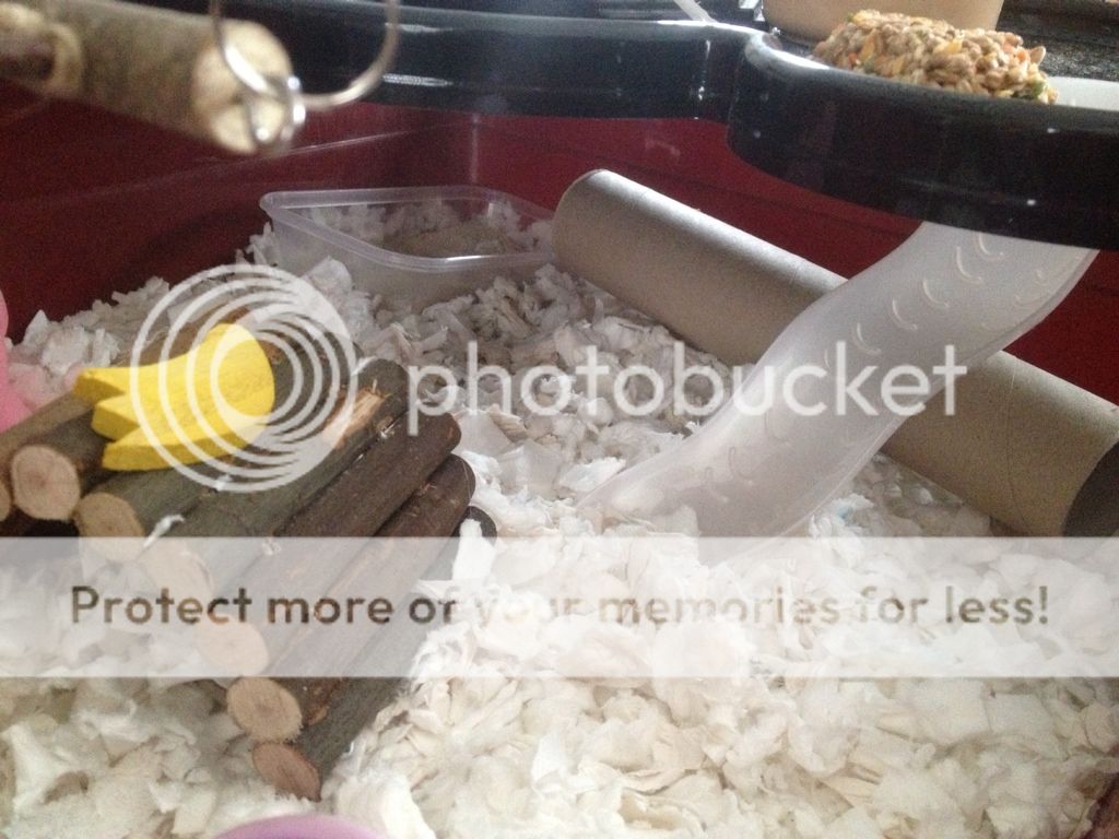 Best cage for a syrian? Hamster Central